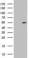 Homeobox protein Nkx-2.1 antibody, CF803331, Origene, Western Blot image 