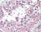 Solute Carrier Family 3 Member 2 antibody, TA318205, Origene, Immunohistochemistry frozen image 