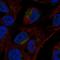 VGF Nerve Growth Factor Inducible antibody, HPA055177, Atlas Antibodies, Immunocytochemistry image 