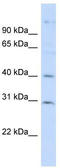 Family With Sequence Similarity 50 Member B antibody, TA334436, Origene, Western Blot image 
