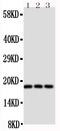 Thy-1 Cell Surface Antigen antibody, PA1515-1, Boster Biological Technology, Western Blot image 