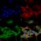 Chloride Voltage-Gated Channel 3 antibody, SMC-408D-APC, StressMarq, Immunofluorescence image 