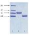 Natriuretic Peptide B antibody, NB120-13123, Novus Biologicals, Western Blot image 
