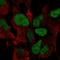 Zinc finger protein ZIC 3 antibody, HPA069523, Atlas Antibodies, Immunofluorescence image 