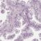 PEG antibody, HPA029473, Atlas Antibodies, Immunohistochemistry frozen image 