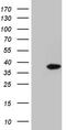 Spermatogenesis Associated 46 antibody, TA811094, Origene, Western Blot image 