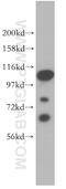 Activating Transcription Factor 6 Beta antibody, 15794-1-AP, Proteintech Group, Western Blot image 