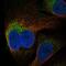 Regulator Of Microtubule Dynamics 2 antibody, NBP1-87934, Novus Biologicals, Immunofluorescence image 
