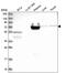 Ring Finger Protein 207 antibody, PA5-65333, Invitrogen Antibodies, Western Blot image 