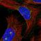 Microtubule Associated Protein 11 antibody, HPA029463, Atlas Antibodies, Immunofluorescence image 