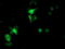 F-Box Protein 21 antibody, TA504016, Origene, Immunofluorescence image 