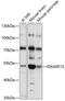 KIAA0513 antibody, 15-648, ProSci, Western Blot image 