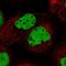 U2 Small Nuclear RNA Auxiliary Factor 1 antibody, PA5-60843, Invitrogen Antibodies, Immunofluorescence image 