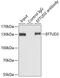 Elongation Factor Tu GTP Binding Domain Containing 2 antibody, 22-651, ProSci, Immunoprecipitation image 