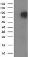L1CAM antibody, TA502411S, Origene, Western Blot image 