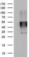 SCARA1 antibody, TA802780AM, Origene, Western Blot image 