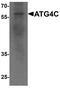 Cysteine protease ATG4C antibody, PA5-72814, Invitrogen Antibodies, Western Blot image 
