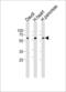 Protein kinase C and casein kinase substrate in neurons protein 1 antibody, LS-C101181, Lifespan Biosciences, Western Blot image 