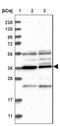 PAK1 Interacting Protein 1 antibody, NBP1-90029, Novus Biologicals, Western Blot image 