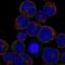C-Type Lectin Domain Containing 5A antibody, NBP2-68708, Novus Biologicals, Immunofluorescence image 