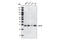 Sirtuin 3 antibody, 2627S, Cell Signaling Technology, Western Blot image 