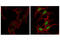Histone Cluster 4 H4 antibody, 13534S, Cell Signaling Technology, Immunocytochemistry image 
