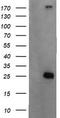 UMP/CMPK antibody, CF505413, Origene, Western Blot image 