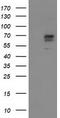 Aldehyde Dehydrogenase 3 Family Member A2 antibody, TA503197, Origene, Western Blot image 