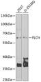 Folliculin antibody, 22-265, ProSci, Western Blot image 