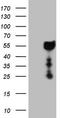 Doublesex And Mab-3 Related Transcription Factor 1 antibody, TA807746S, Origene, Western Blot image 