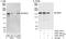 Misshapen Like Kinase 1 antibody, A302-192A, Bethyl Labs, Immunoprecipitation image 