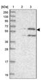 Unc-93B1 antibody, PA5-60129, Invitrogen Antibodies, Western Blot image 