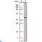 Ovalbumin antibody, LS-C812339, Lifespan Biosciences, Western Blot image 
