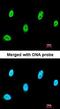 Sestrin 3 antibody, orb74290, Biorbyt, Immunofluorescence image 
