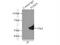 FOXP3 antibody, 22228-1-AP, Proteintech Group, Immunoprecipitation image 