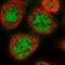 Makorin Ring Finger Protein 2 antibody, HPA037560, Atlas Antibodies, Immunofluorescence image 