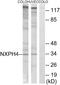Neurexophilin 4 antibody, PA5-39290, Invitrogen Antibodies, Western Blot image 