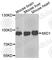 Midline 1 antibody, A7291, ABclonal Technology, Western Blot image 
