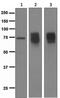 Sst2 antibody, ab134152, Abcam, Western Blot image 