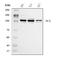 Nucleolin antibody, A00228-1, Boster Biological Technology, Western Blot image 