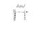 NRSF antibody, VPA00552, Bio-Rad (formerly AbD Serotec) , Western Blot image 