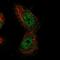 Metal regulatory transcription factor 1 antibody, HPA028689, Atlas Antibodies, Immunofluorescence image 