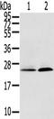 Inosine Triphosphatase antibody, TA350543, Origene, Western Blot image 