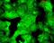 Discs Large MAGUK Scaffold Protein 4 antibody, LS-C230459, Lifespan Biosciences, Immunofluorescence image 