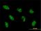 HAP3 antibody, H00004801-M02, Novus Biologicals, Immunocytochemistry image 