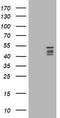 Synaptotagmin-4 antibody, TA505847, Origene, Western Blot image 