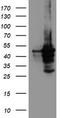 Cytochrome P450 Family 2 Subfamily A Member 6 antibody, CF503805, Origene, Western Blot image 