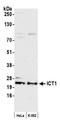 Mitochondrial Ribosomal Protein L58 antibody, A305-846A-M, Bethyl Labs, Western Blot image 