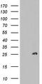 Hsp10 antibody, CF803003, Origene, Western Blot image 