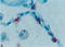 Pulmonary surfactant-associated protein A1 antibody, 250400, Abbiotec, Immunohistochemistry paraffin image 